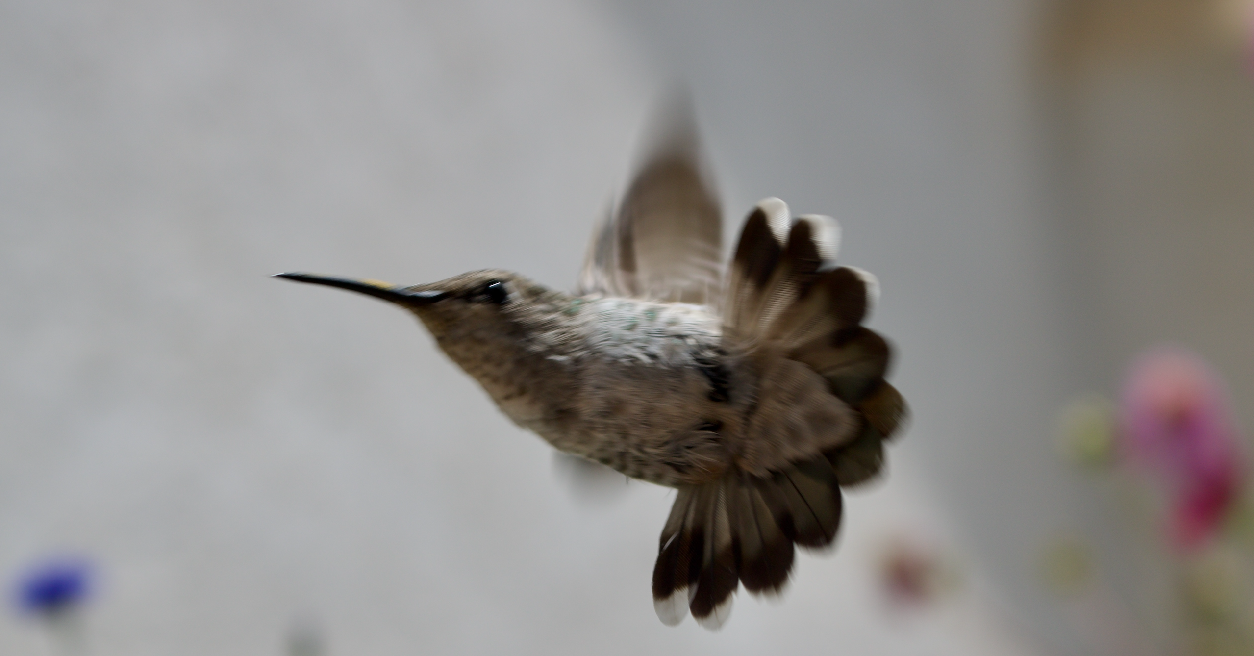 A hummingbird pictured from the bottom.