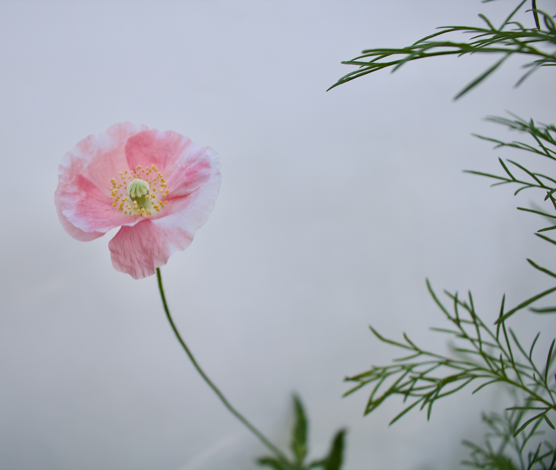 A pink poppy flower.