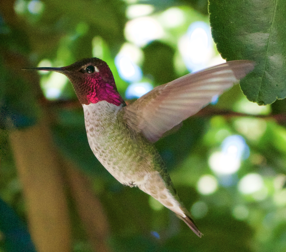 A hummingbird pictured from one side.