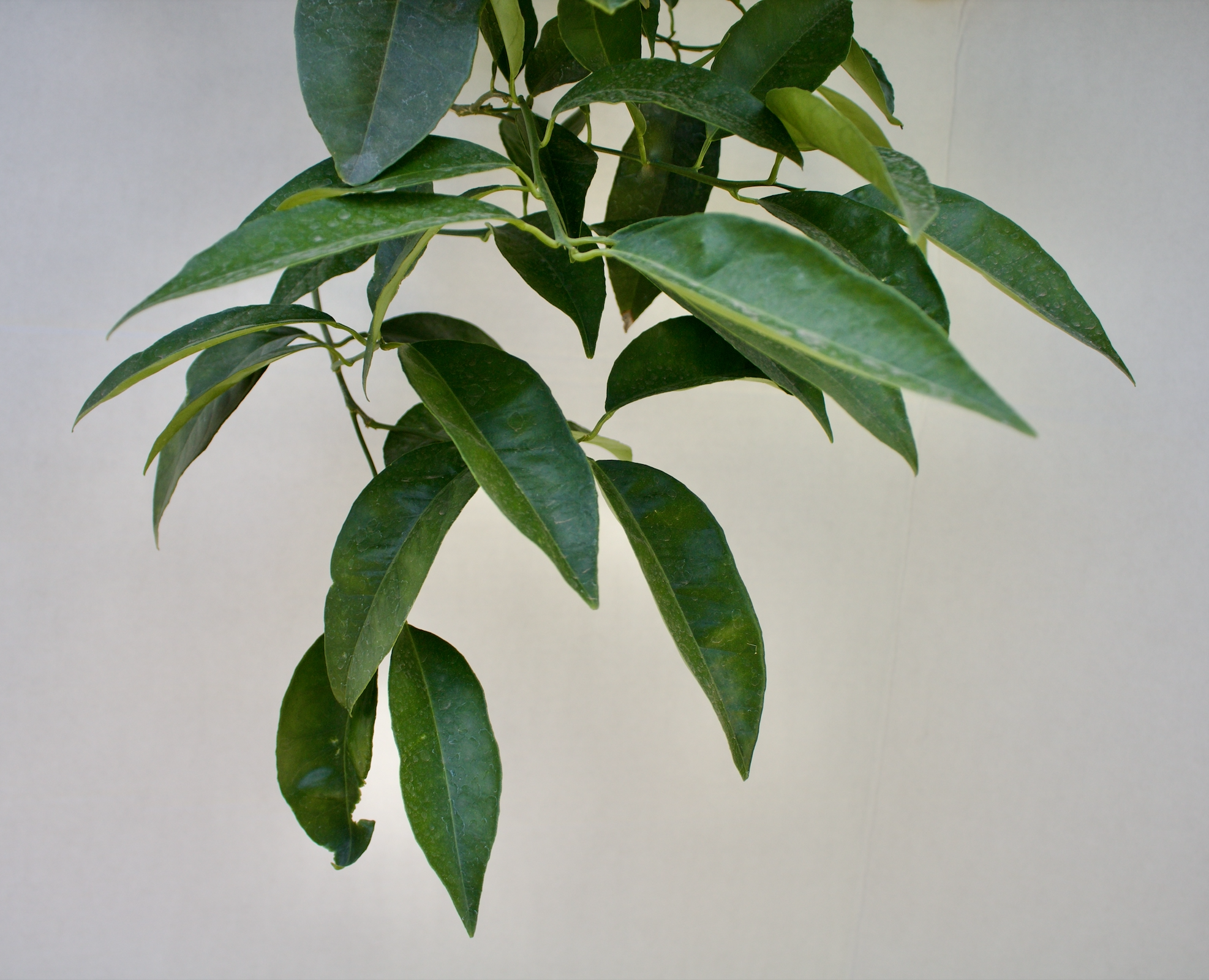 Leaves from an orange tree with a white background.