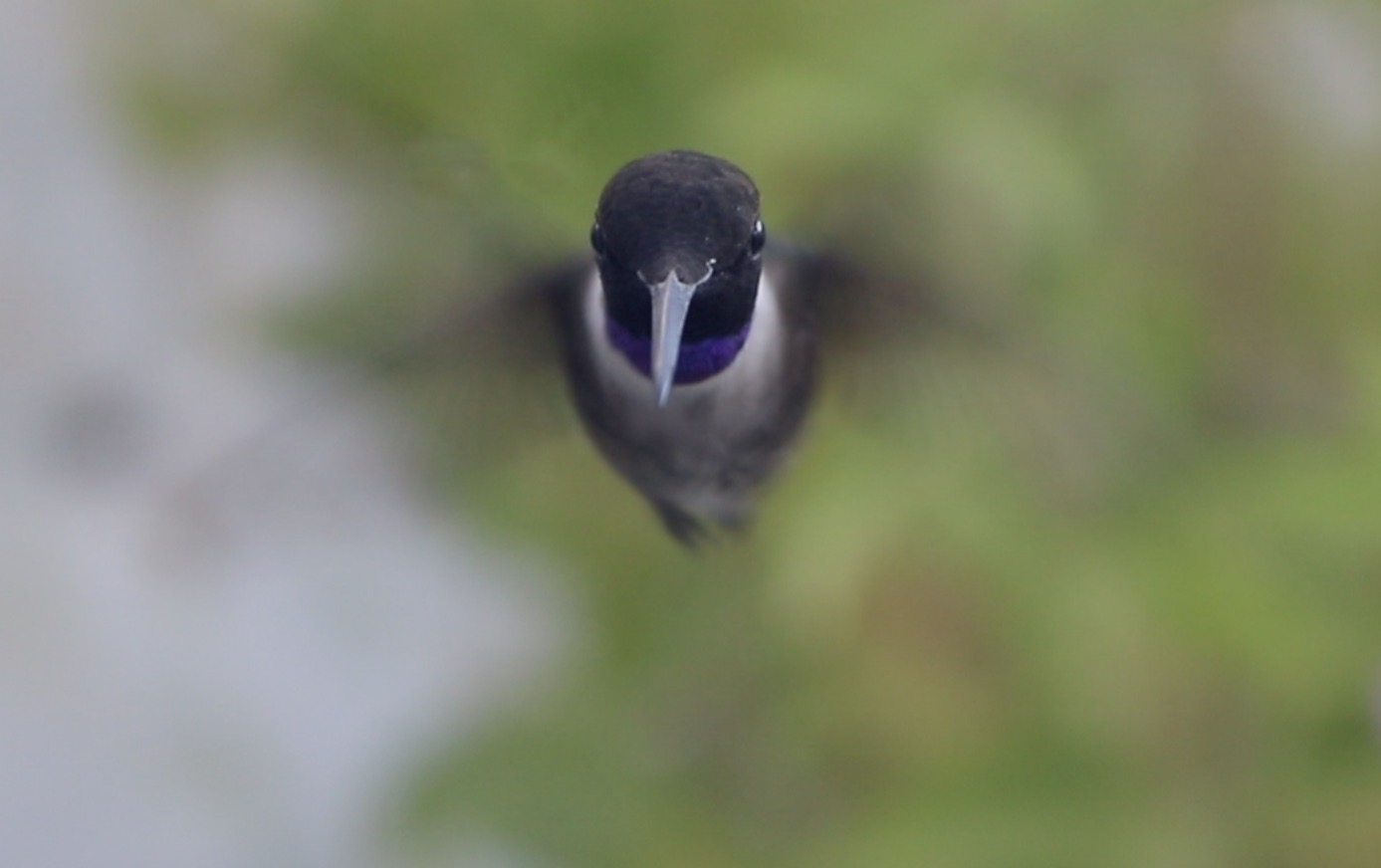 a hummingbird pictured from the front.