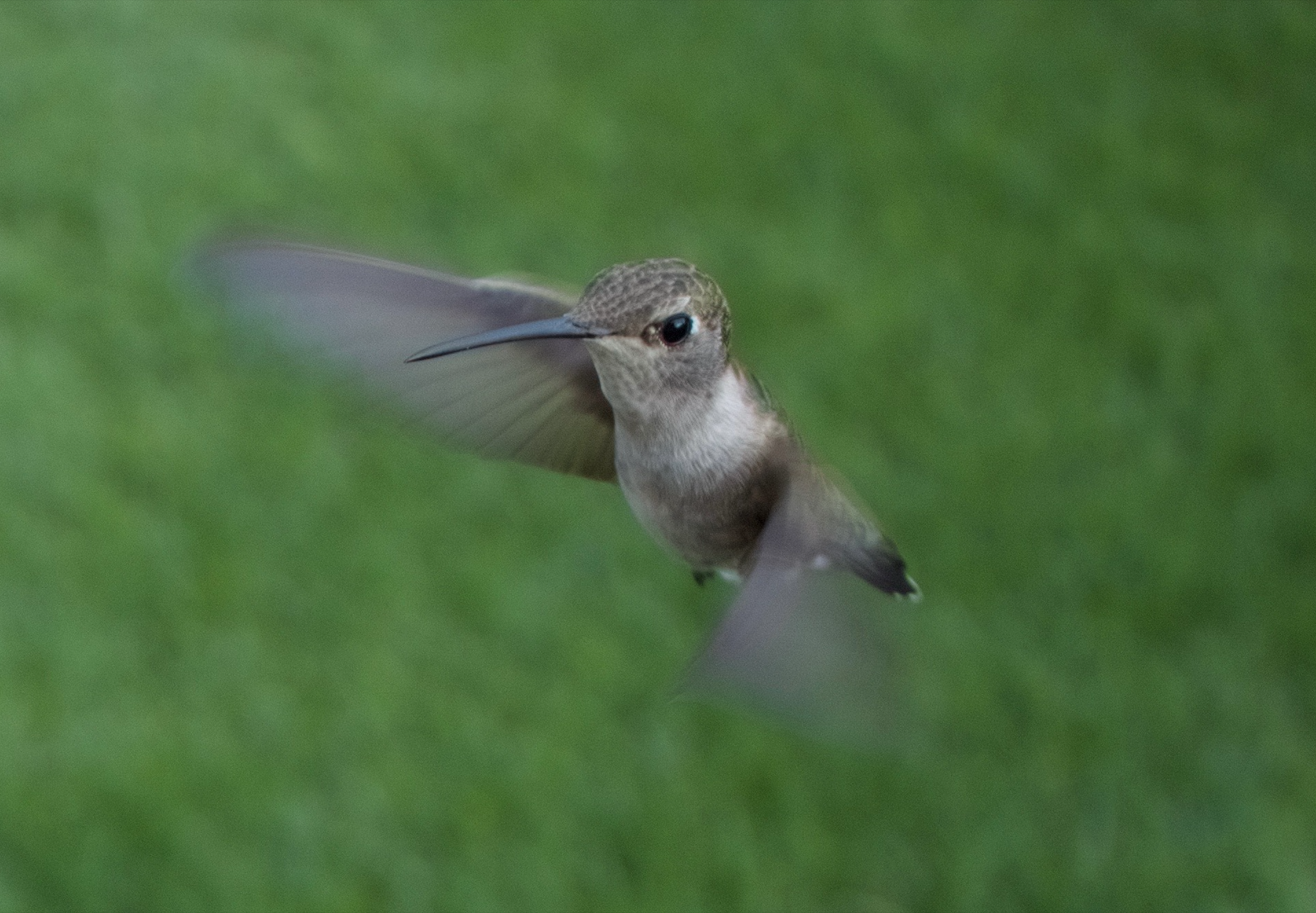 A picture of a hummingbird.