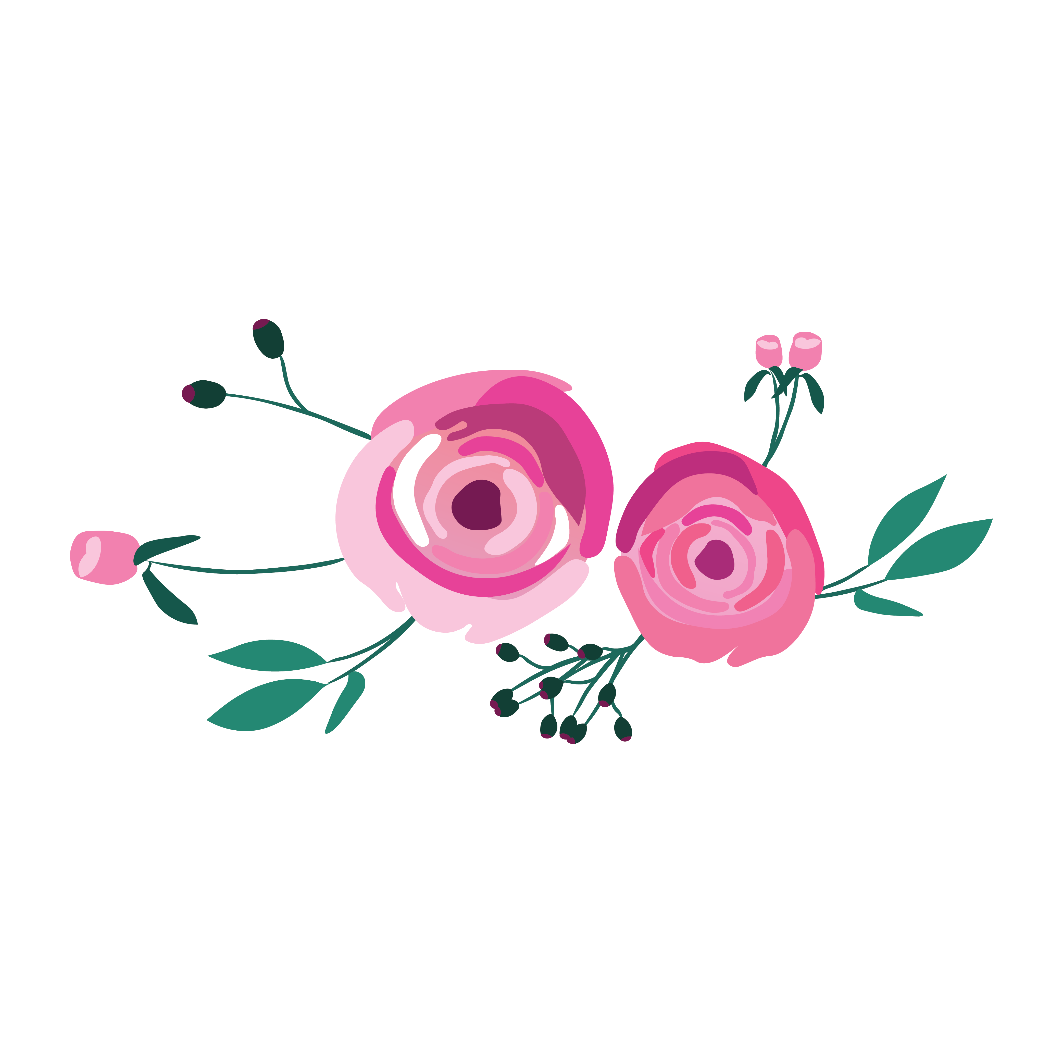 Peony illustration.