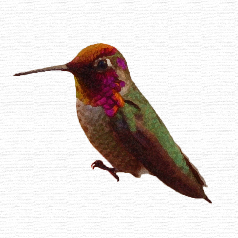 hummingbird image