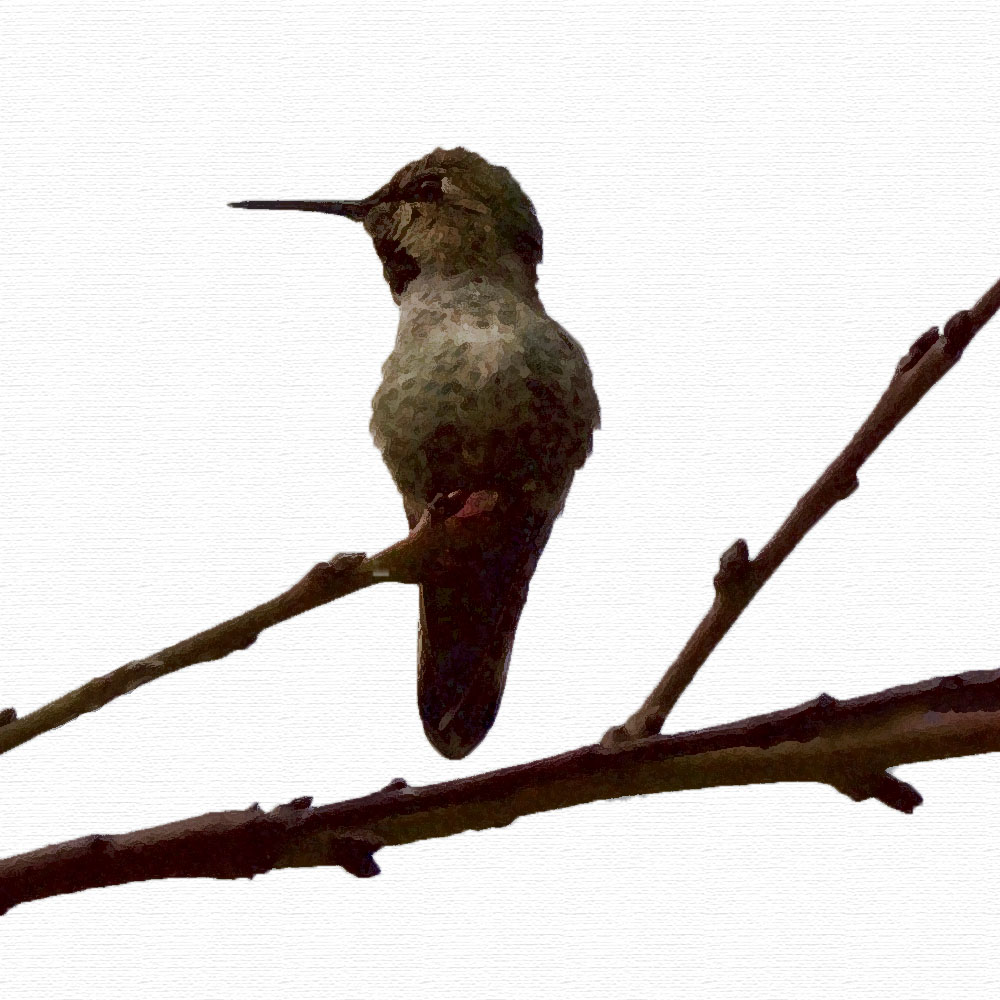 hummingbird image