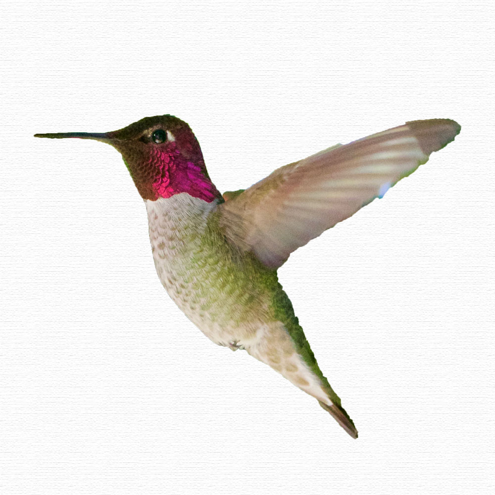 hummingbird image