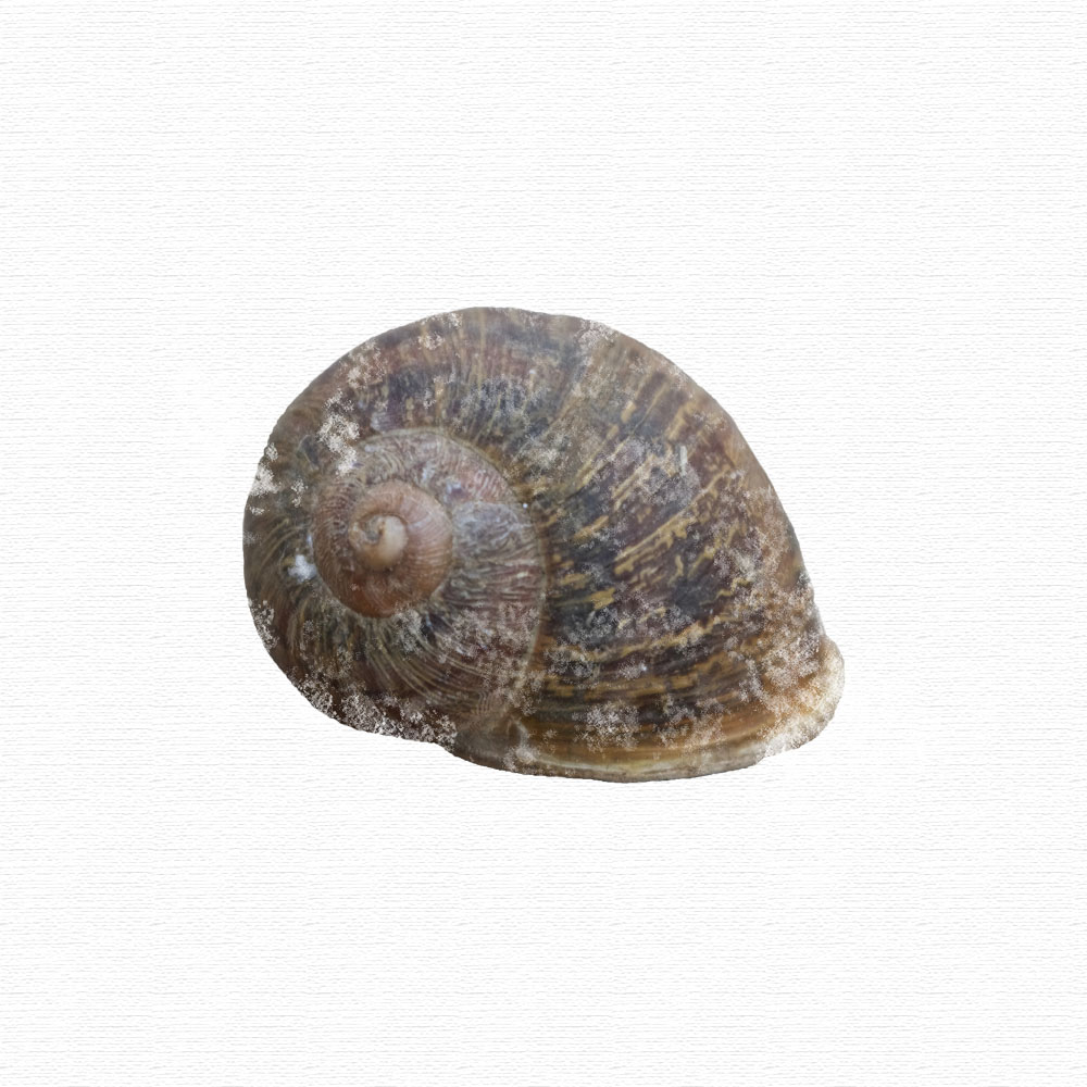 snail